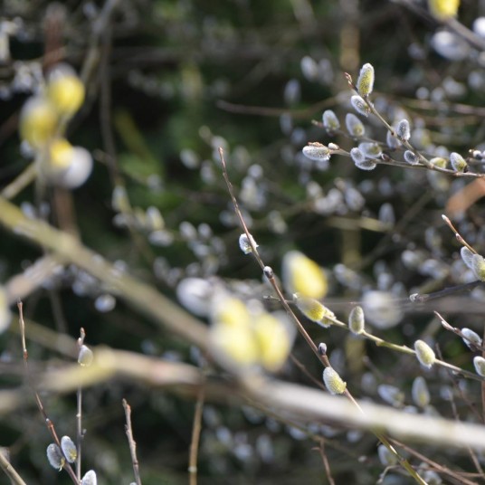 065 DSC 0065   kopie